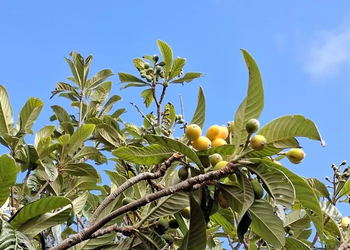 Ferienhaus Hinojales Los Silos